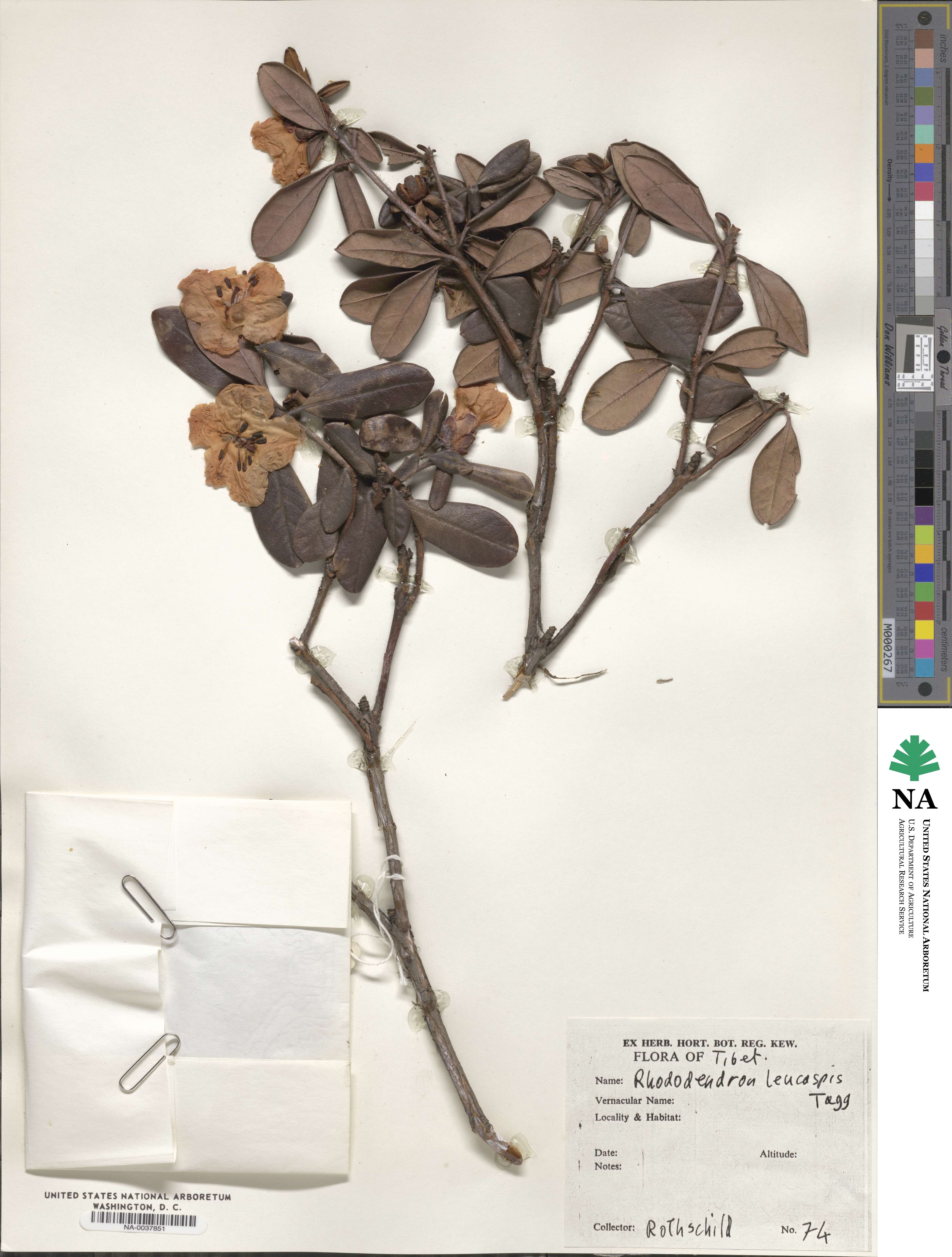 Rhododendron leucaspis image