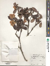 Rhododendron leucaspis image