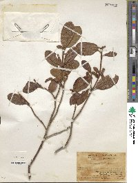 Rhododendron levinei image