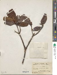 Rhododendron levinei image