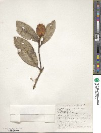 Rhododendron lindleyi image