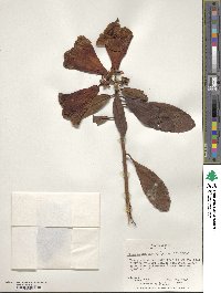 Rhododendron lindleyi image