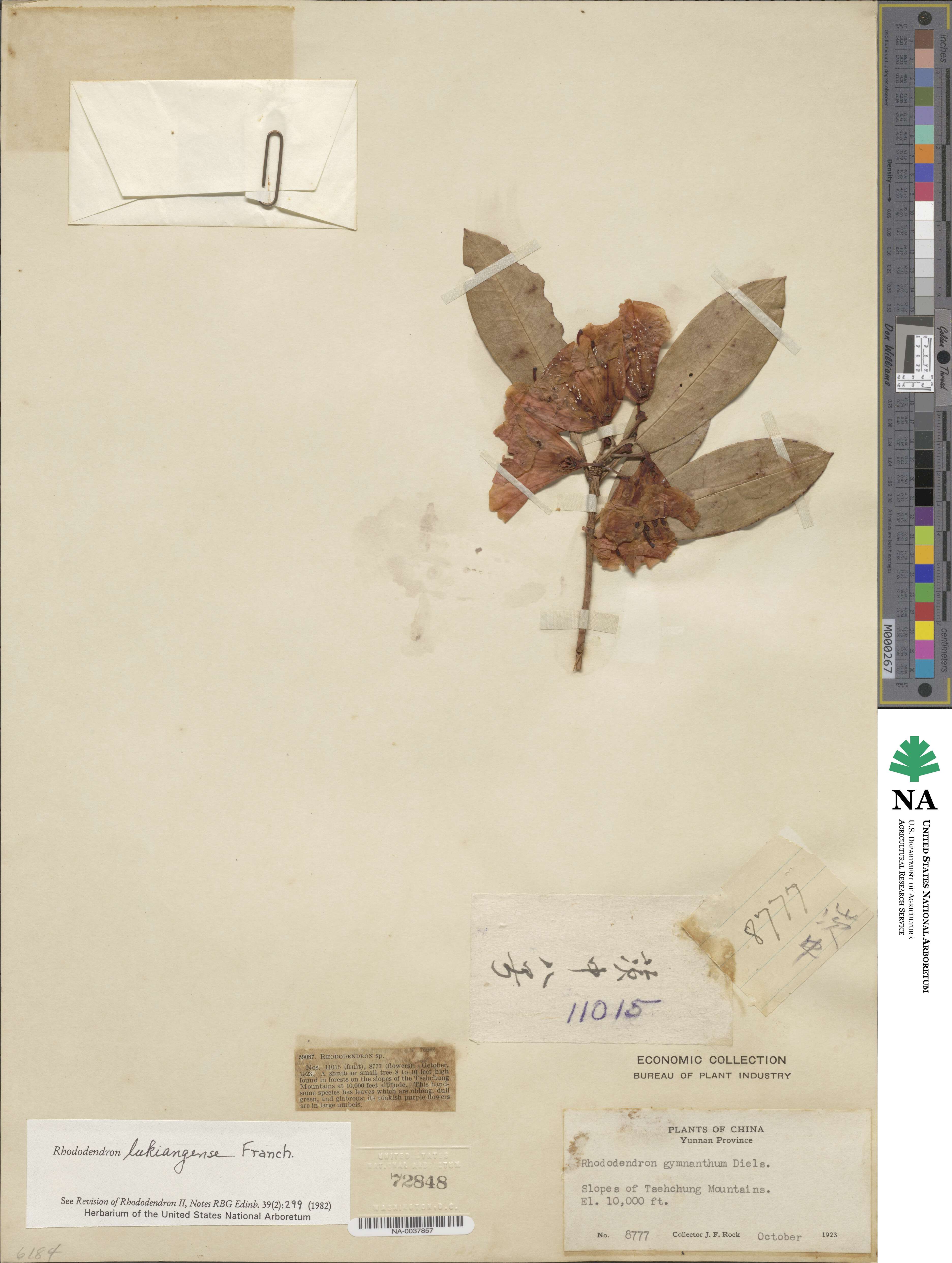 Rhododendron lukiangense image