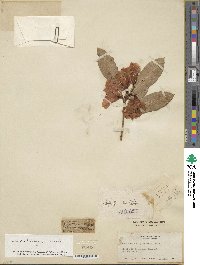 Rhododendron lukiangense image