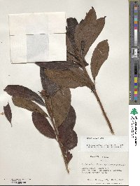 Rhododendron luteum image