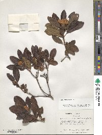 Rhododendron luteum image