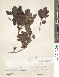 Rhododendron luteum image