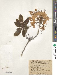 Rhododendron luteum image