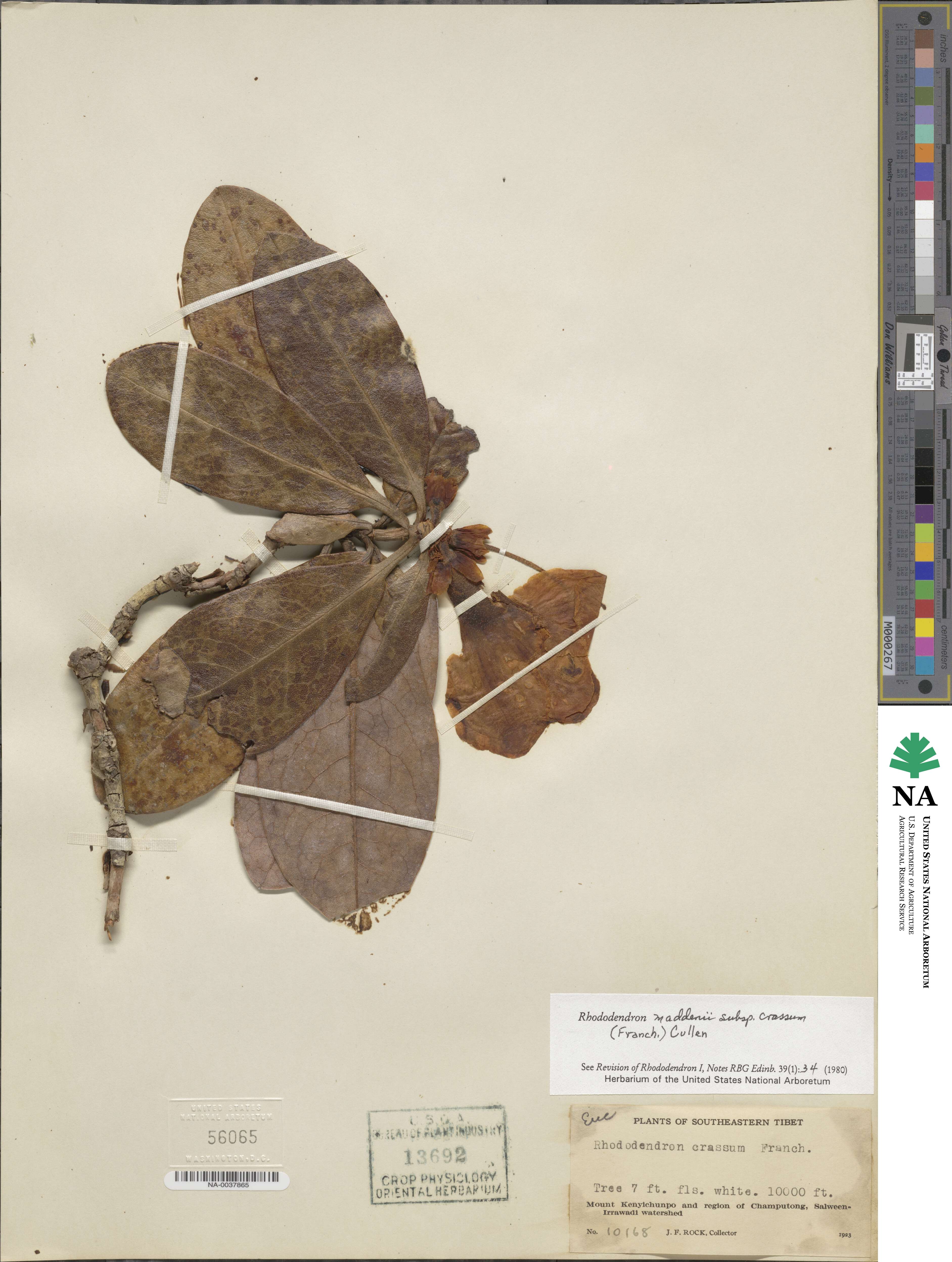 Rhododendron crassum image