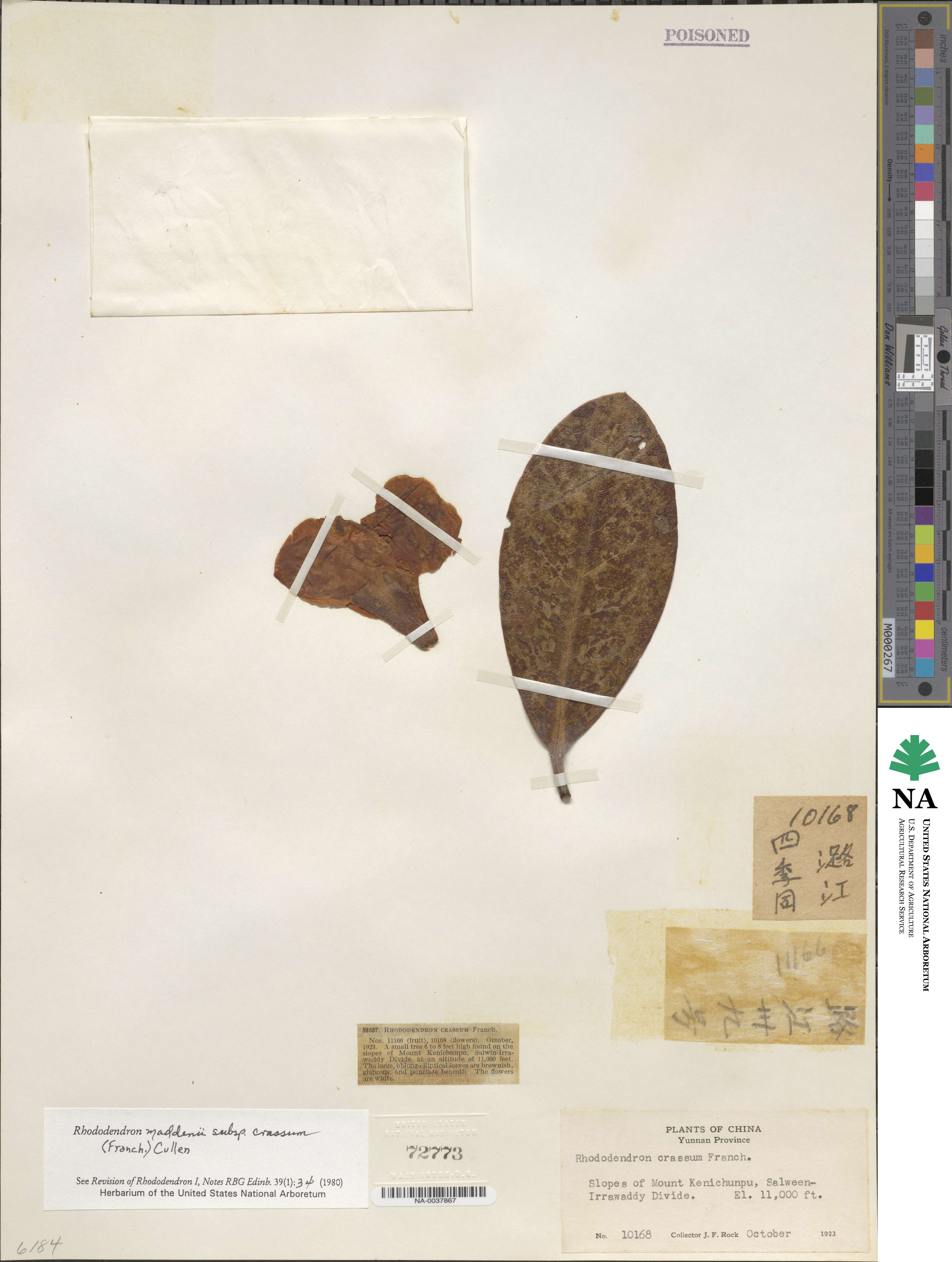 Rhododendron crassum image