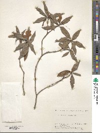 Rhododendron keiskei image