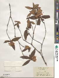 Rhododendron keiskei image