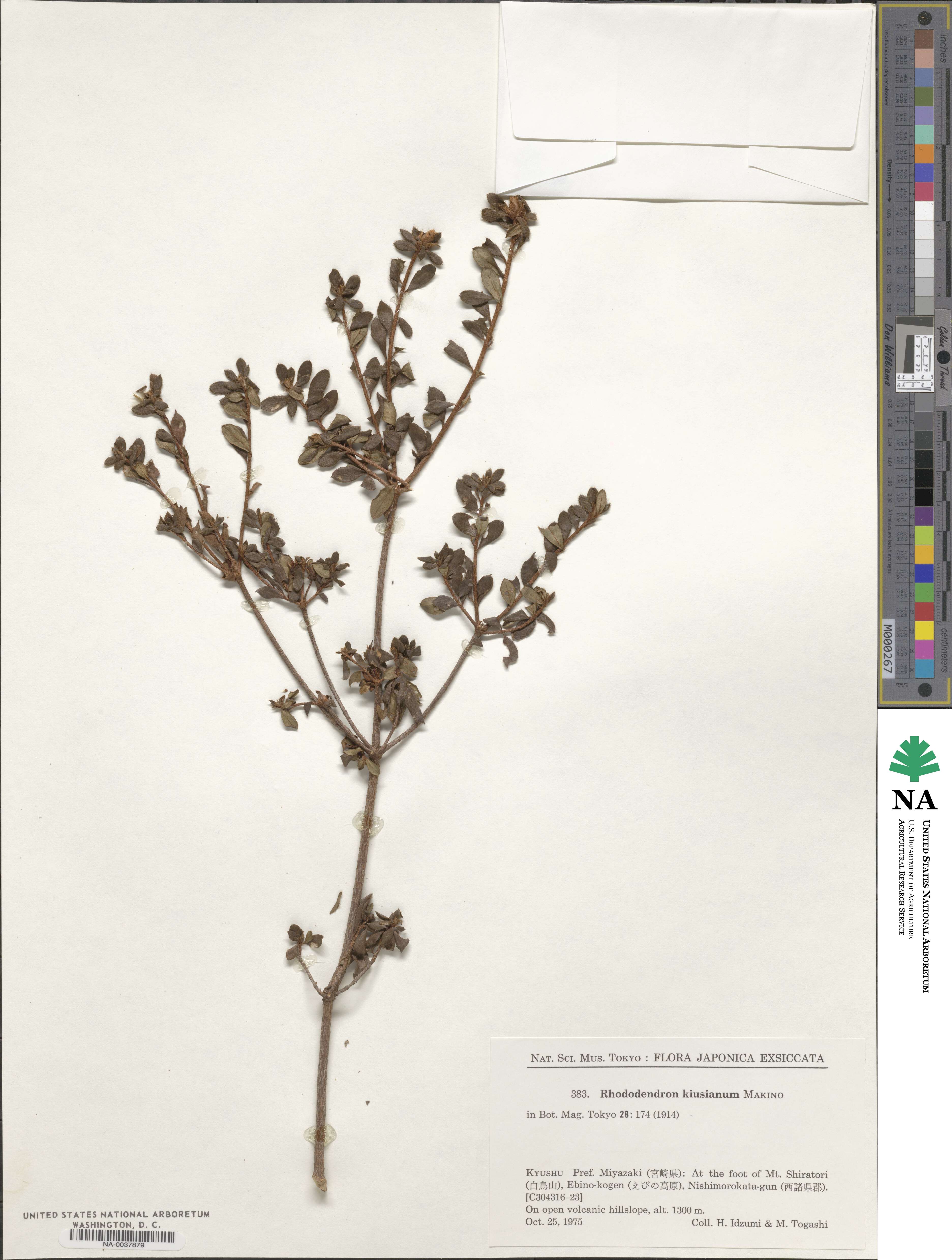 Rhododendron kiusianum image