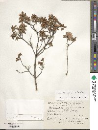 Rhododendron lapponicum image