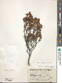 Rhododendron lapponicum image