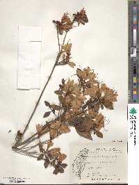 Rhododendron lasiostylum image