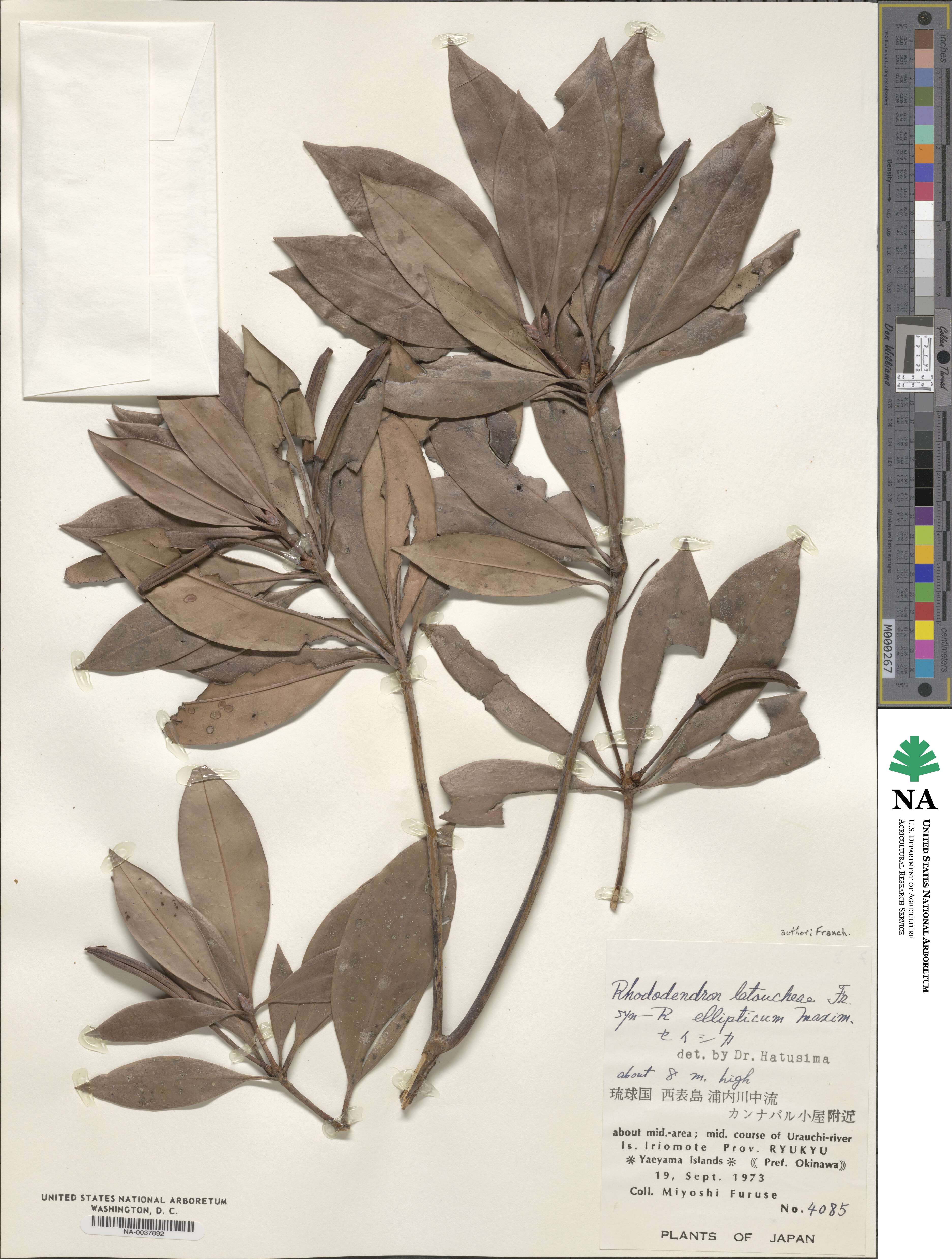 Rhododendron latoucheae image