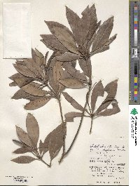 Rhododendron latoucheae image