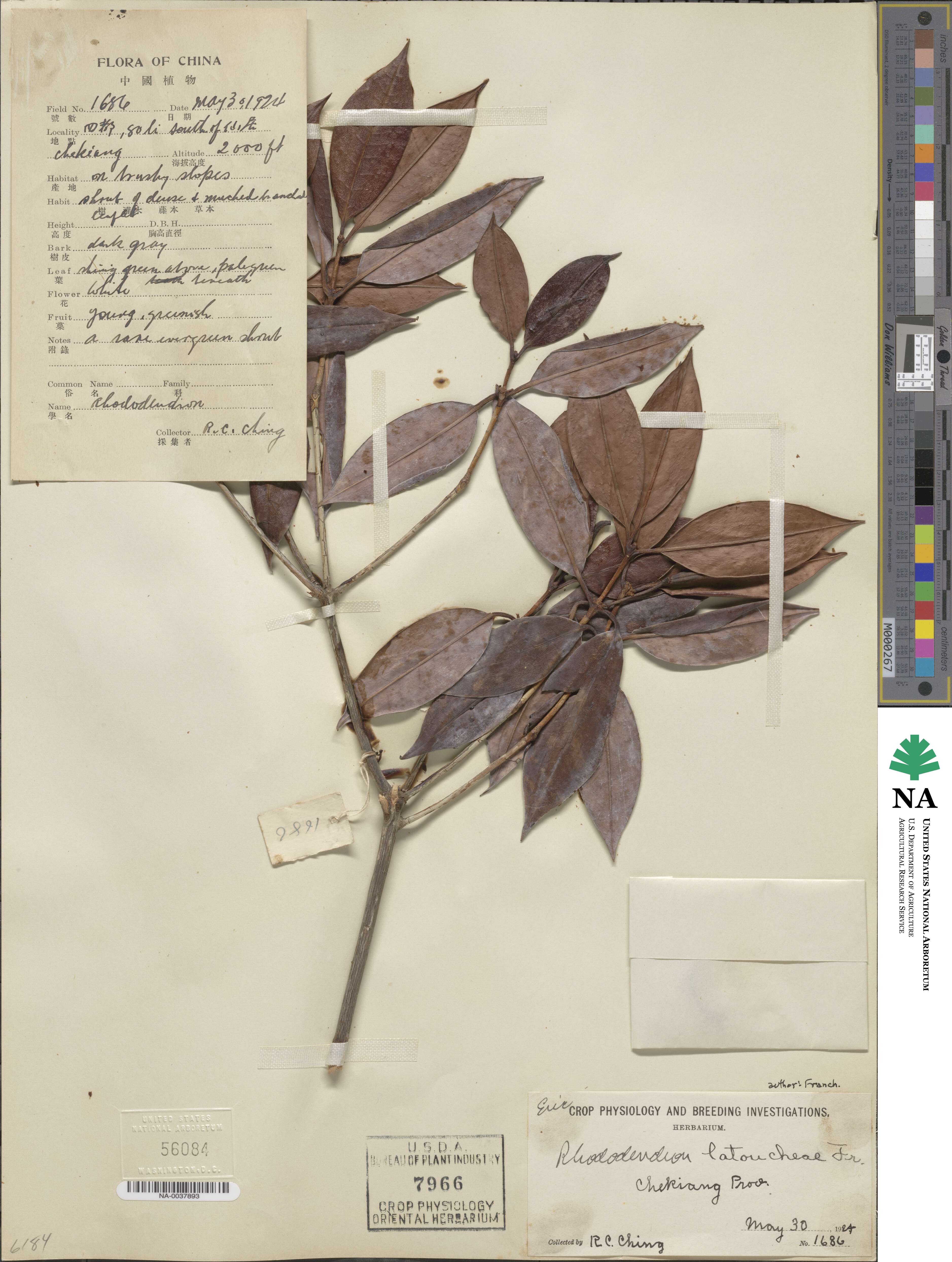 Rhododendron latoucheae image