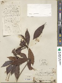 Rhododendron latoucheae image