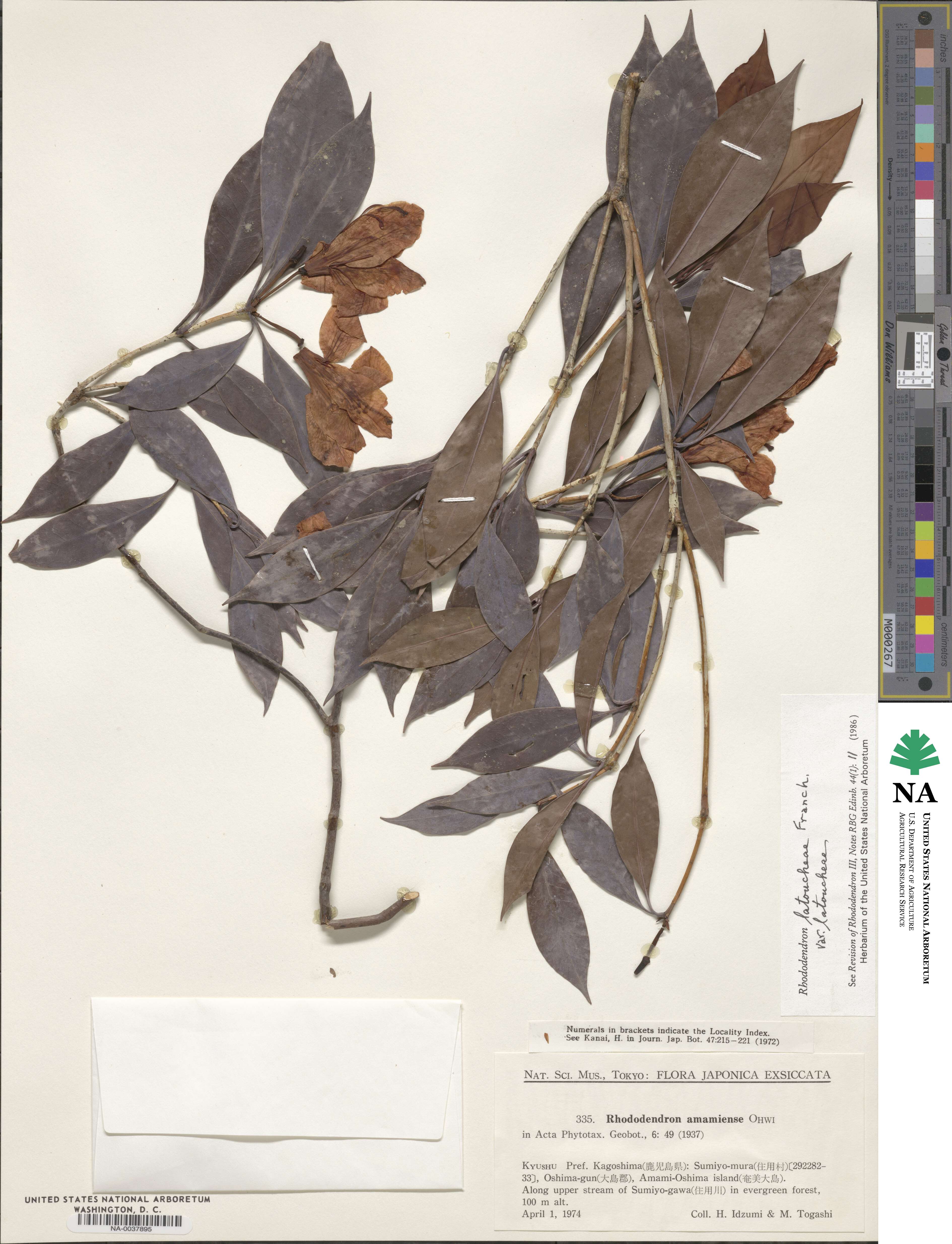 Rhododendron latoucheae var. latoucheae image