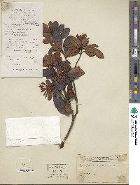 Rhododendron mariae image