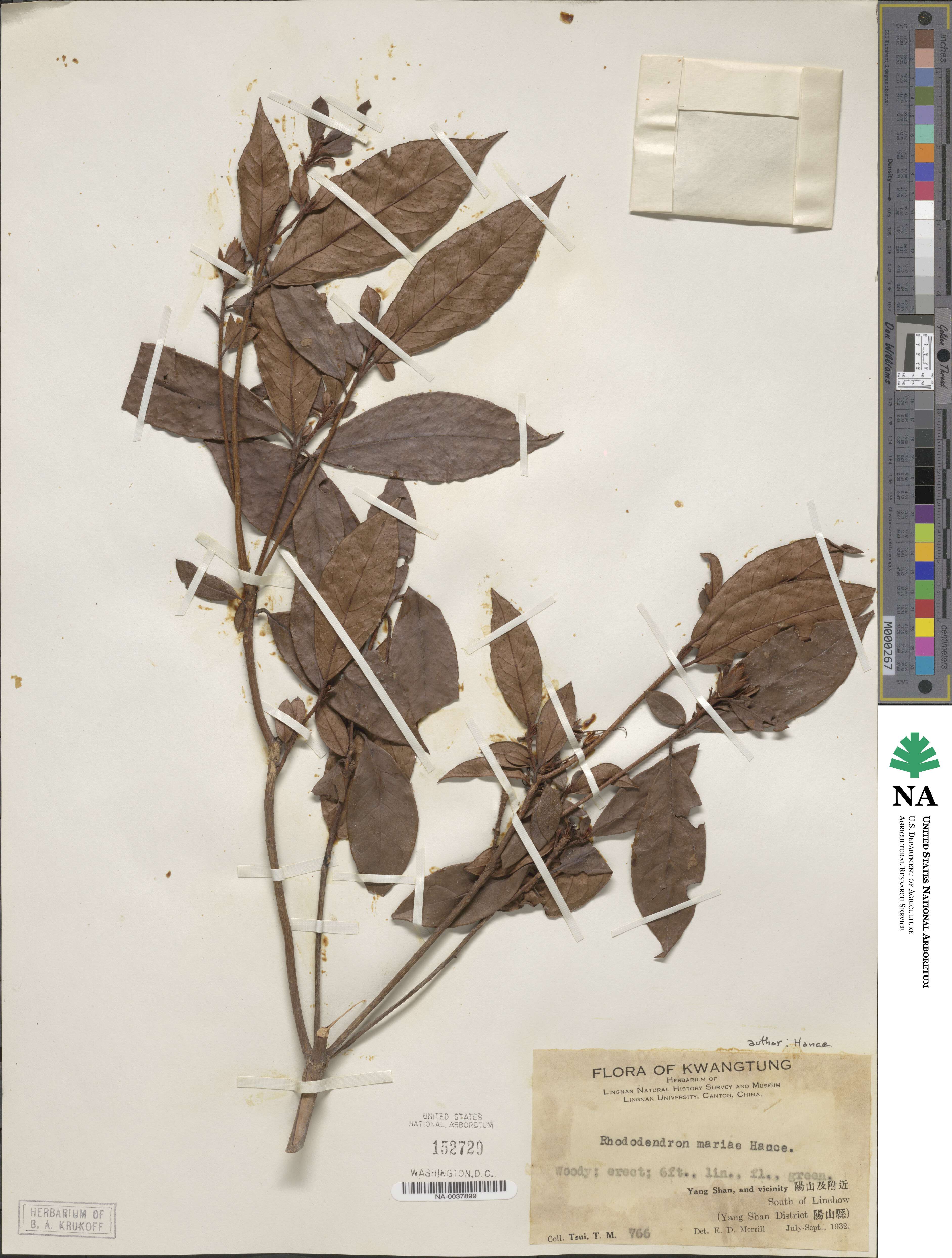 Rhododendron mariae image