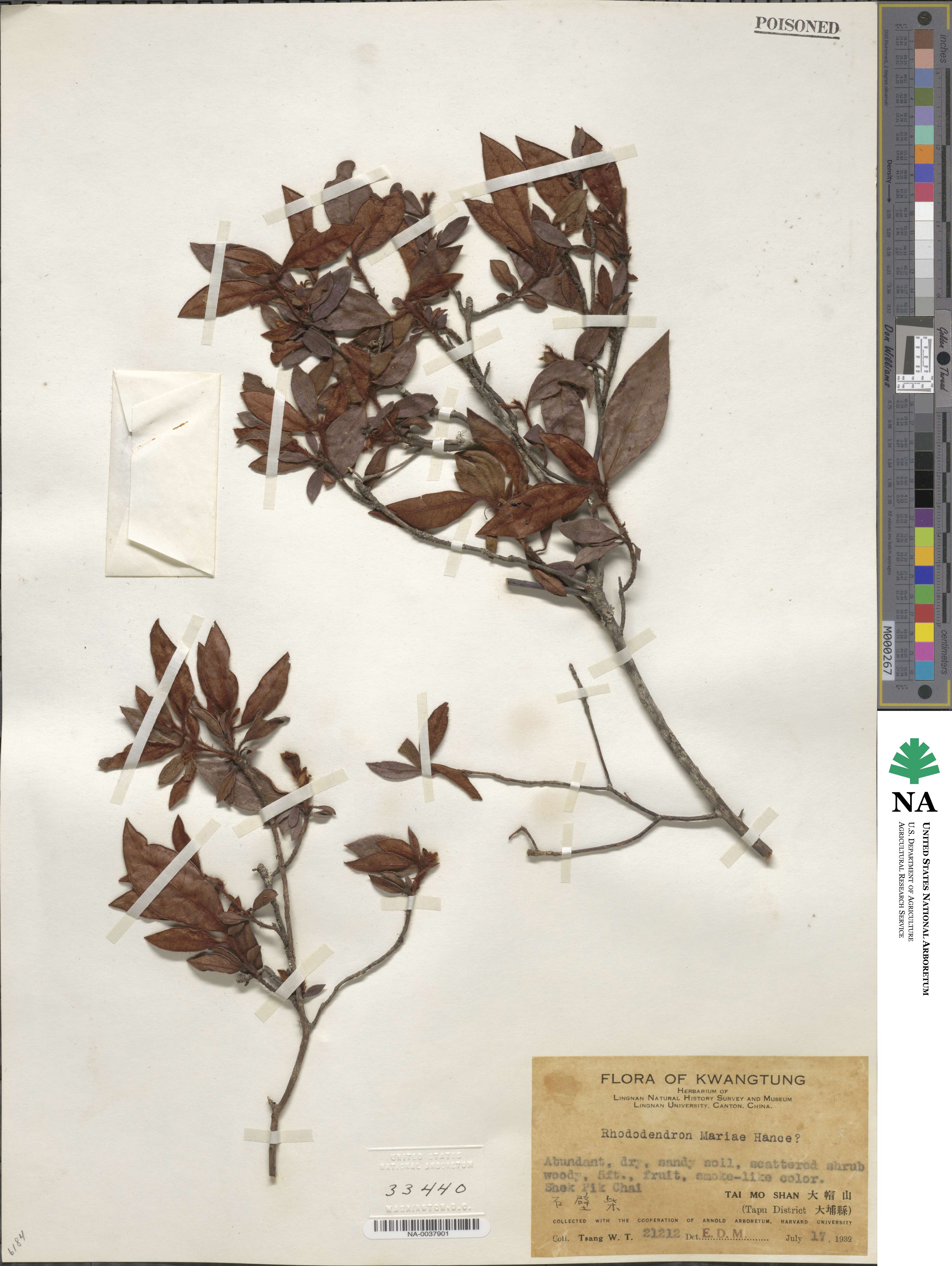 Rhododendron mariae image