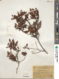 Rhododendron mariae image