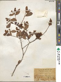 Rhododendron mariae image