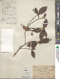 Rhododendron mariae image