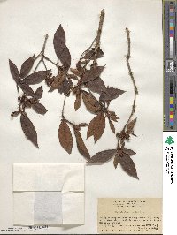 Rhododendron mariae image