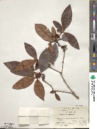 Rhododendron mariae image