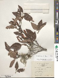 Rhododendron mariesii image