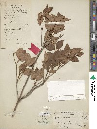 Rhododendron mariesii image