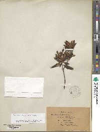 Rhododendron micranthum image