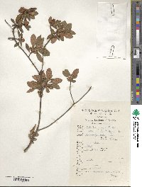 Rhododendron micranthum image