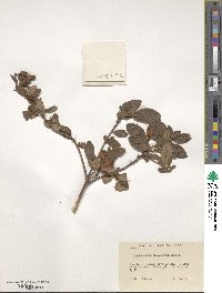 Rhododendron microphyton image