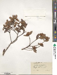 Rhododendron microphyton image