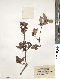 Rhododendron microphyton image