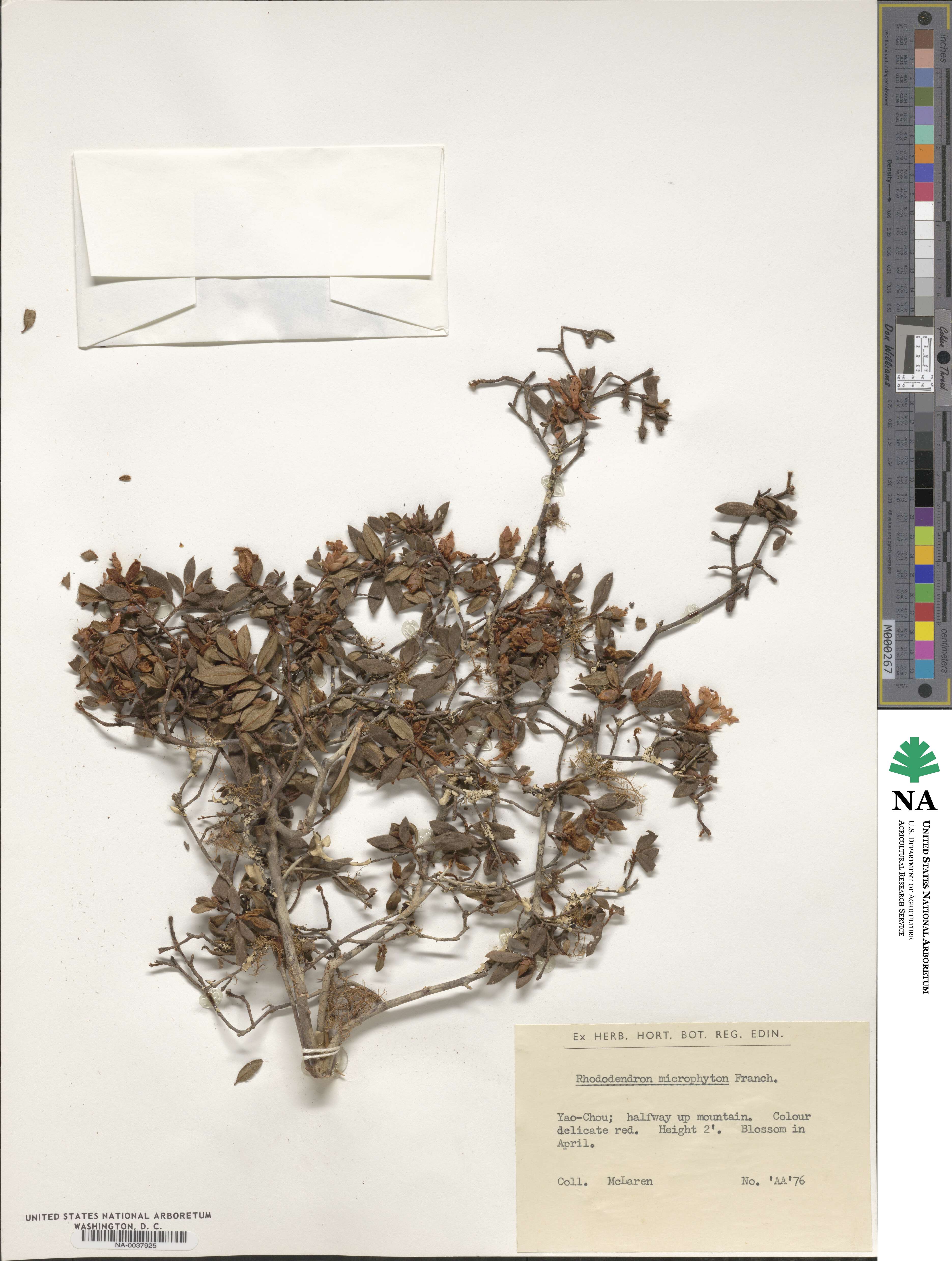 Rhododendron microphyton image