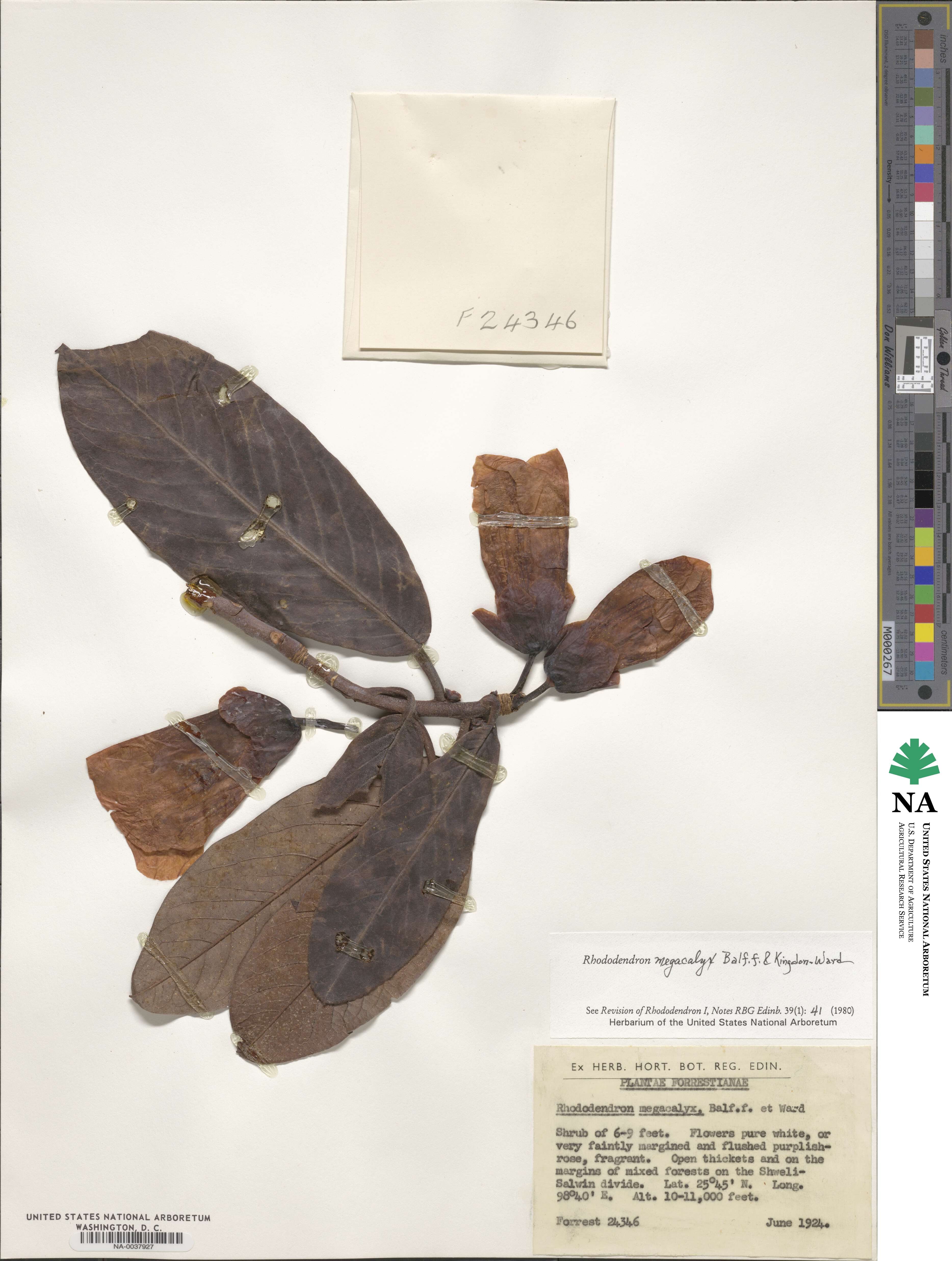 Rhododendron megacalyx image