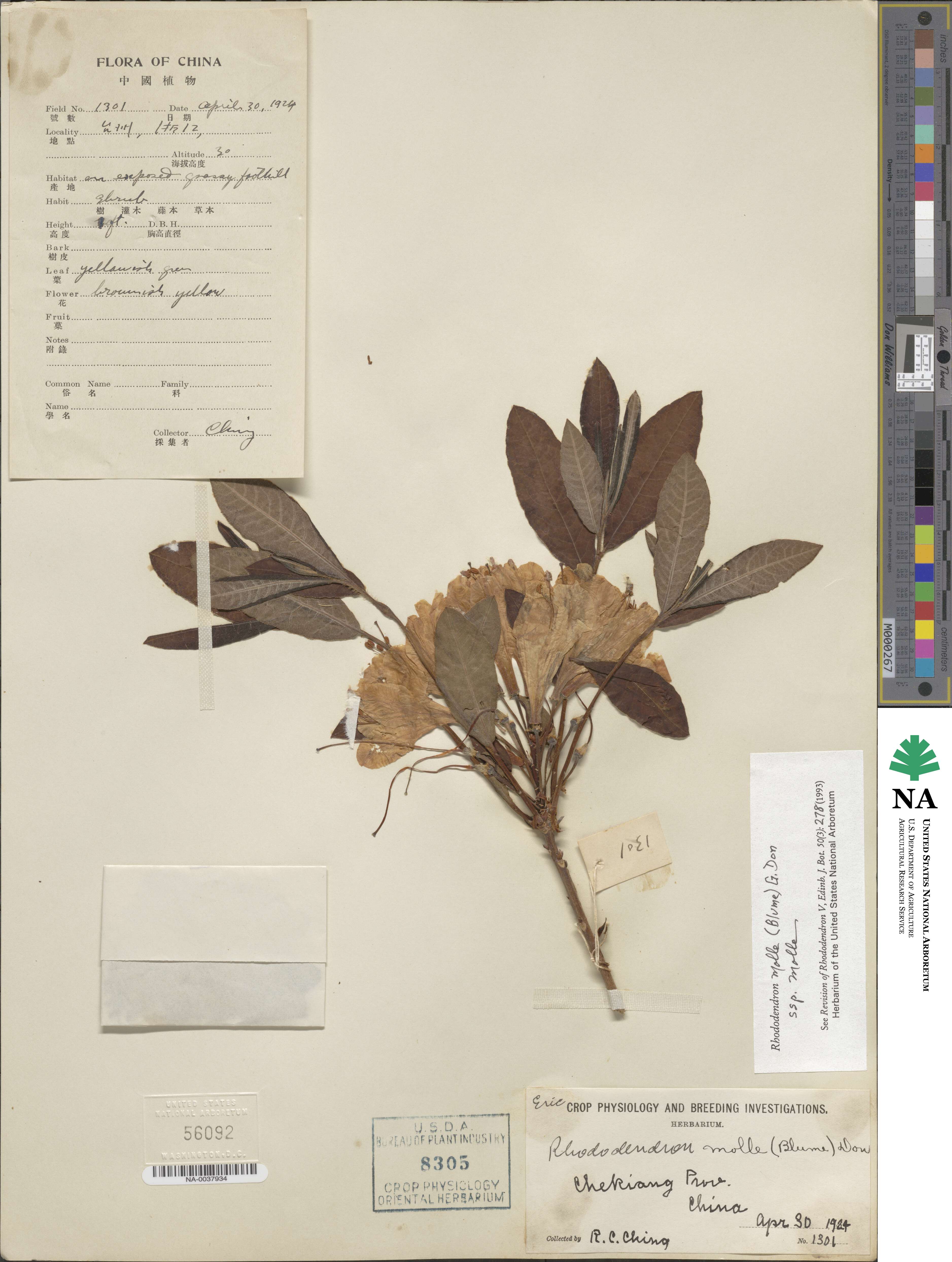 Rhododendron molle image