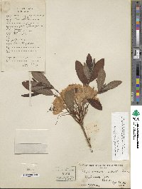 Rhododendron molle image