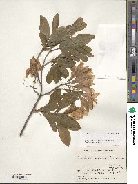 Rhododendron japonicum image