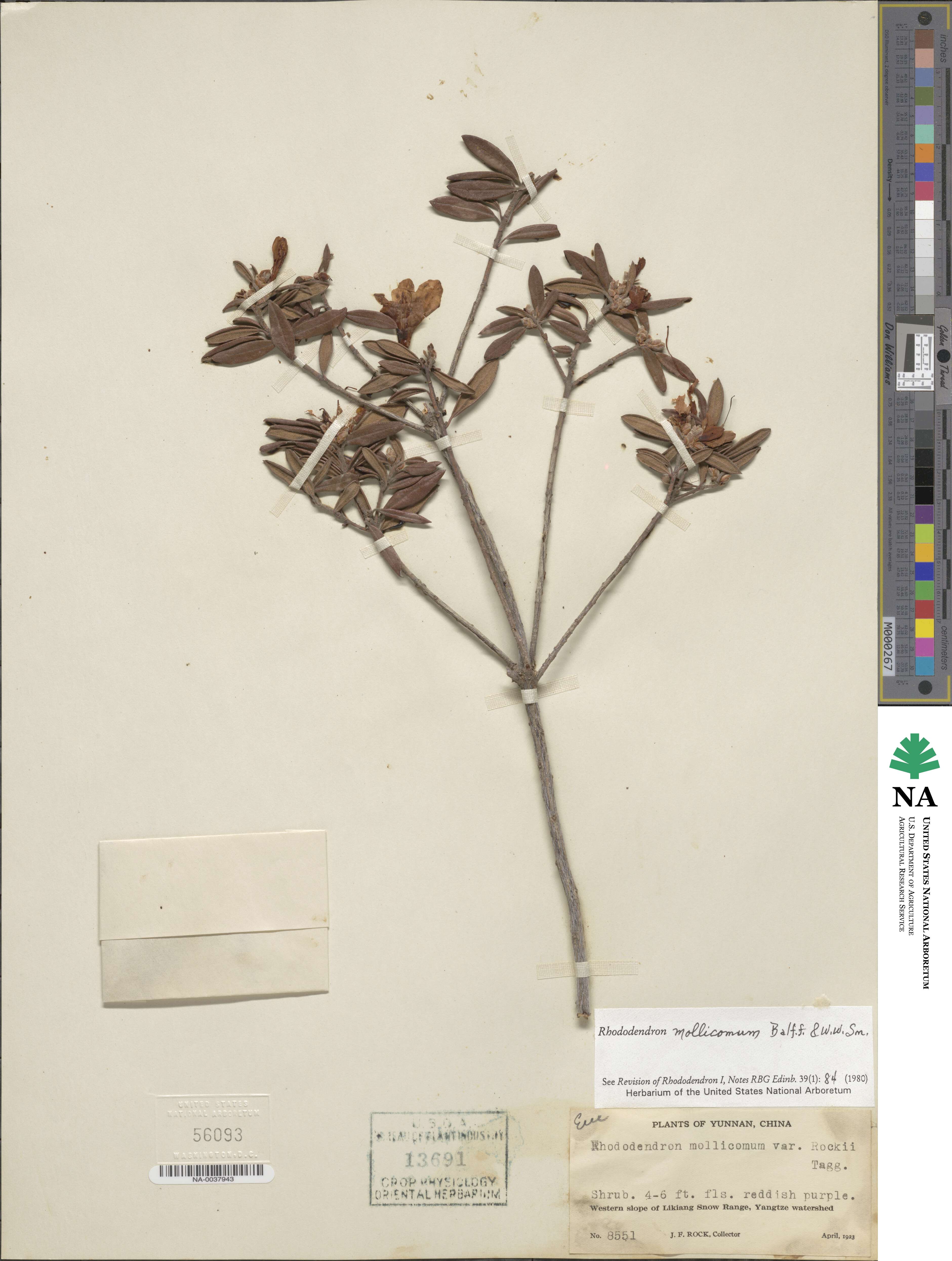 Rhododendron mollicomum image