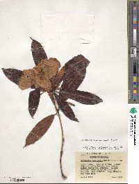 Rhododendron moulmainense image