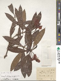 Rhododendron moulmainense image