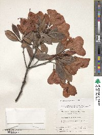 Rhododendron moulmainense image