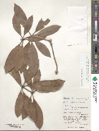 Rhododendron moulmainense image